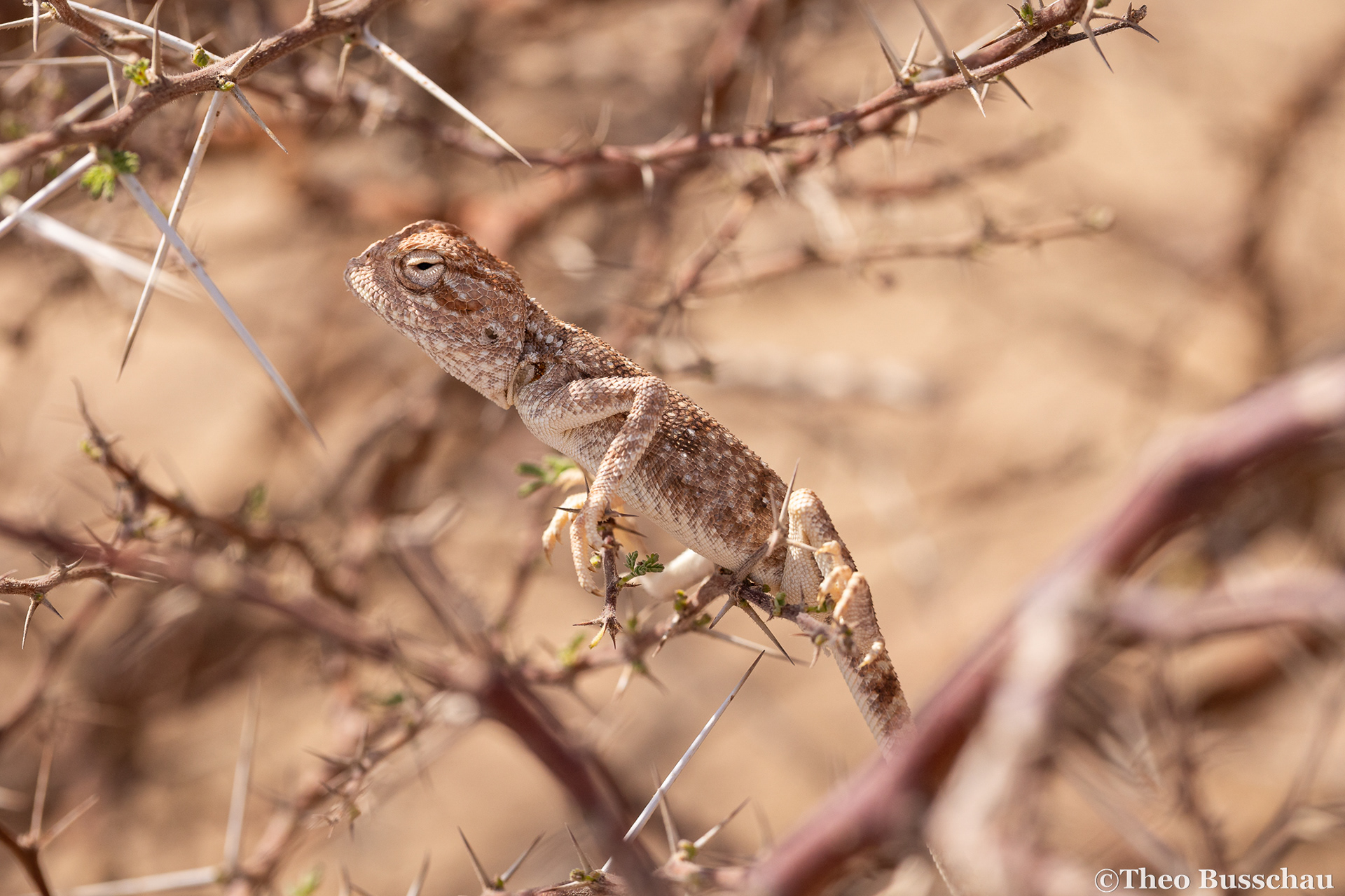 Yellow-spotted agama, Ad Dhahirah, Oman.