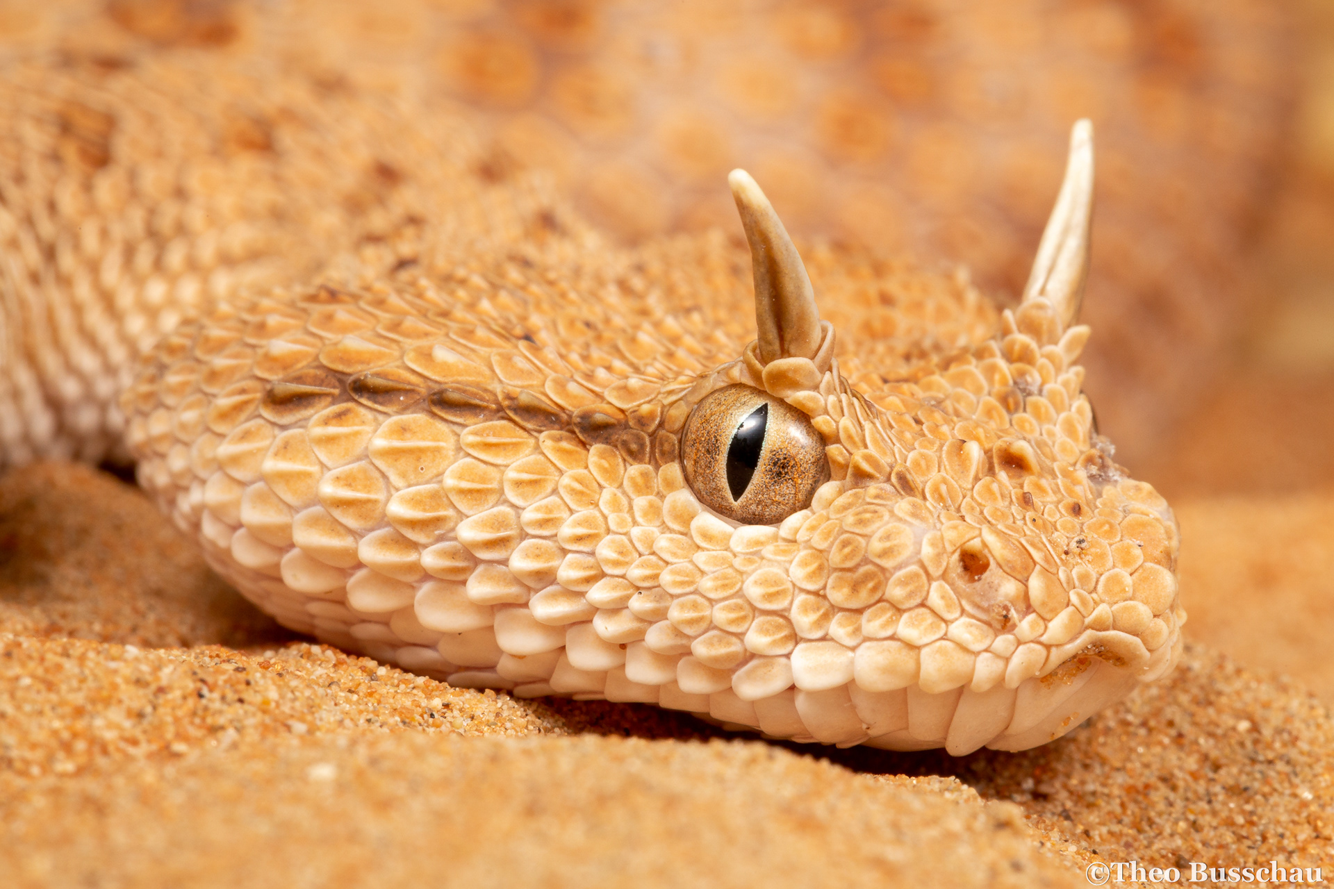 Arabian horned viper, Abu Dhabi, United Arab Emirates.
