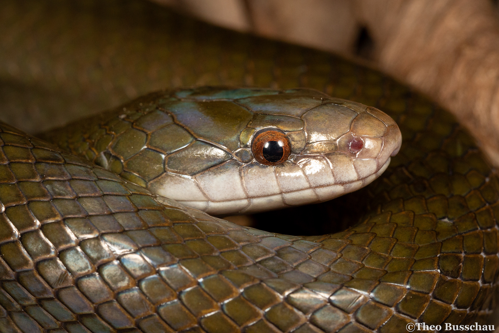 Olive snake, Eastern Cape, South Africa.