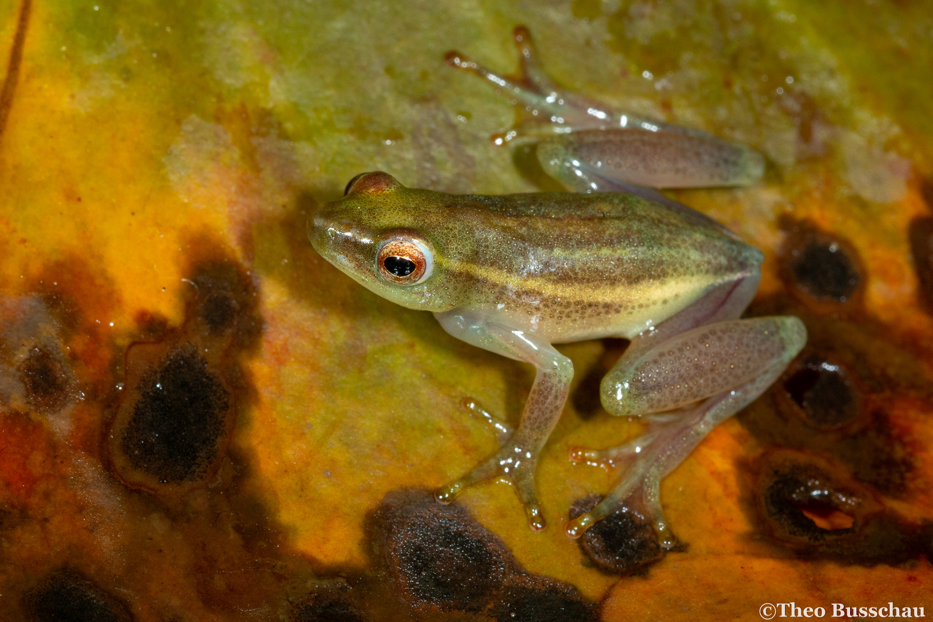 Power's reed frog, Eastern Cape, South Africa.