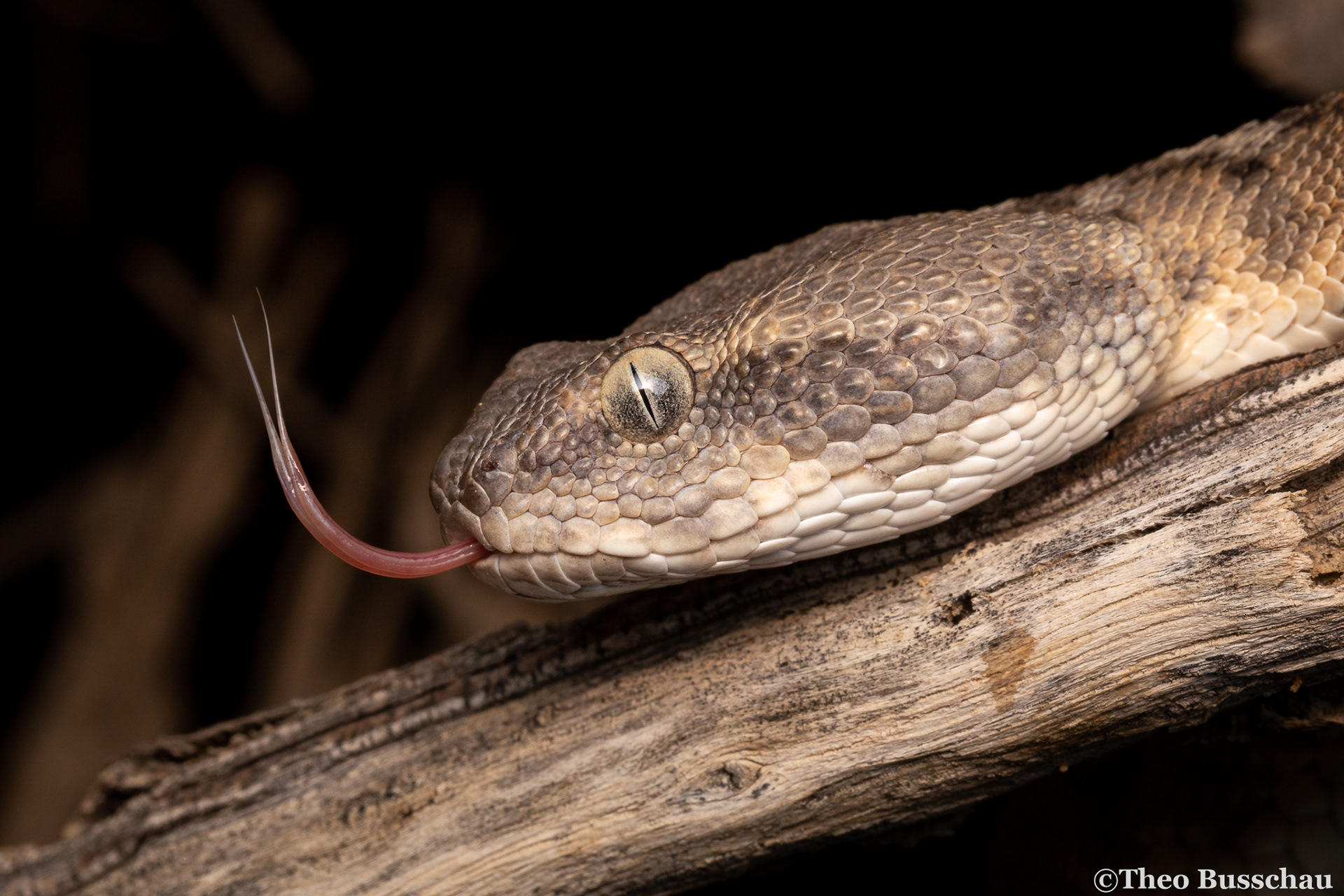 Oman saw-scaled viper, Sharjah, United Arab Emirates.