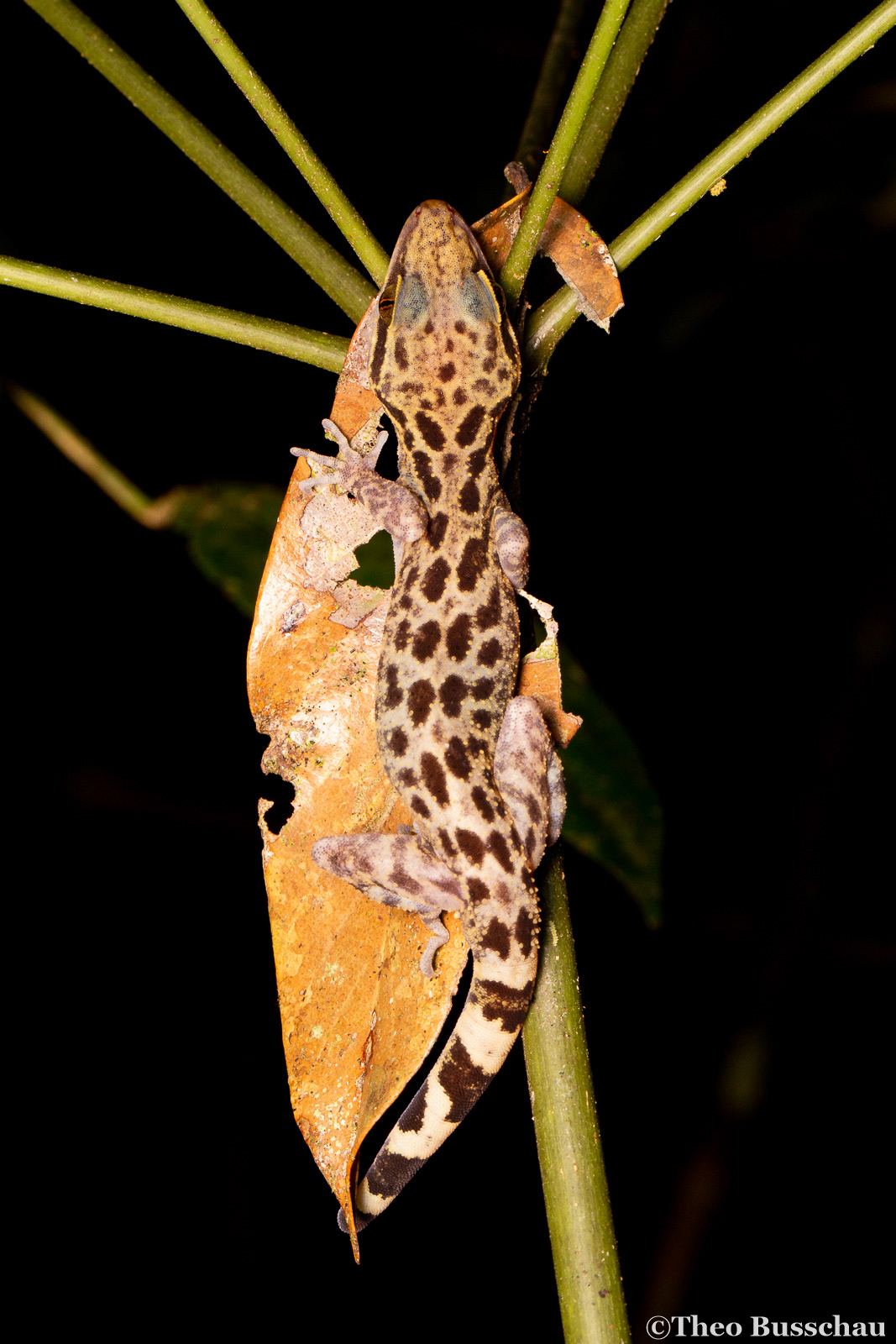 Balu bow-fingered gecko , Sabah, Malaysia.