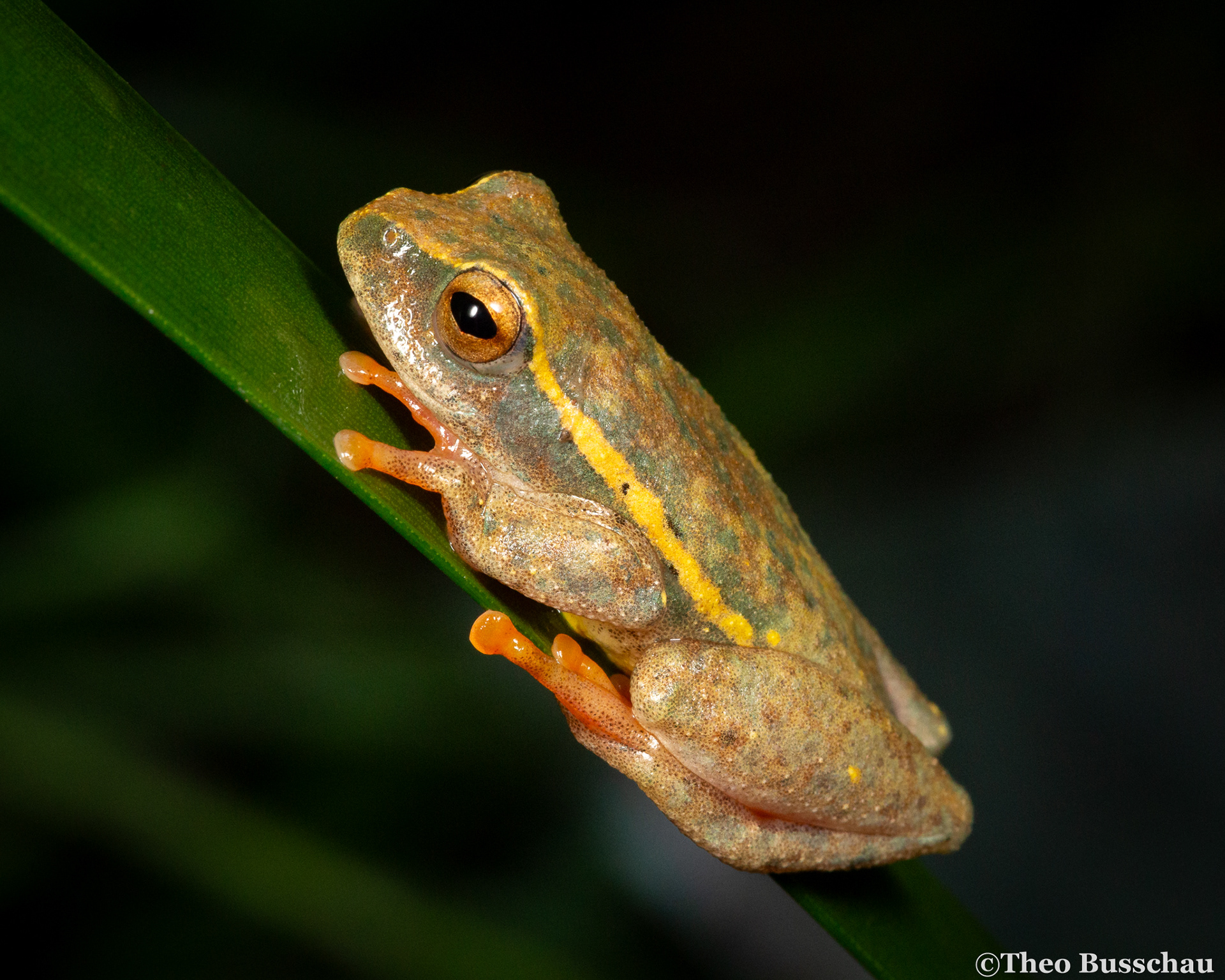 Yellow-striped reed frog, Eastern Cape, South Africa.