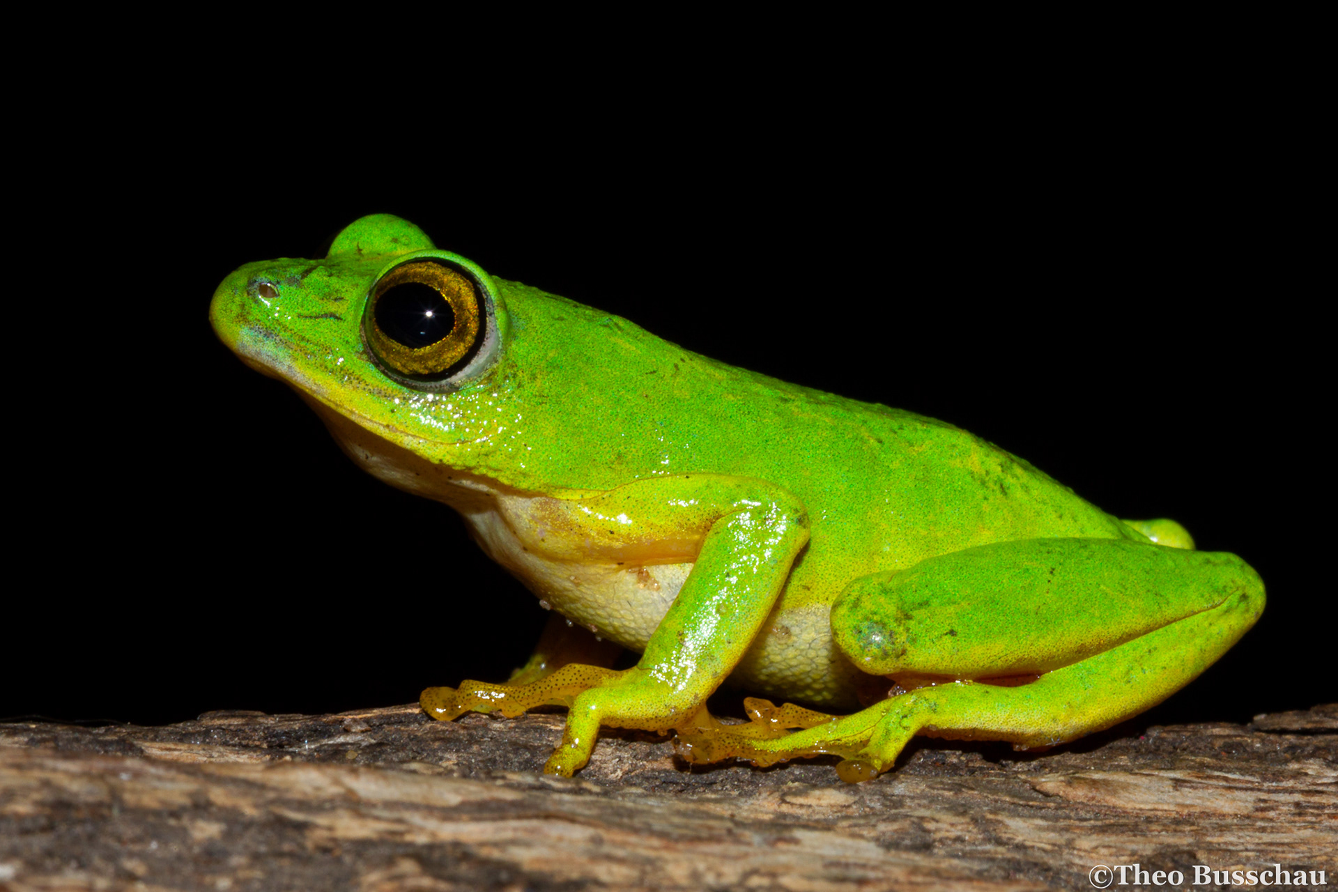 Tinker reed frog, Zitundo, Mozambique.