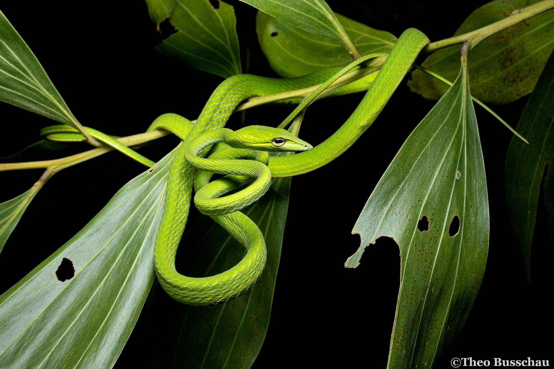 Asian vine snake, Sabah, Malaysia.
