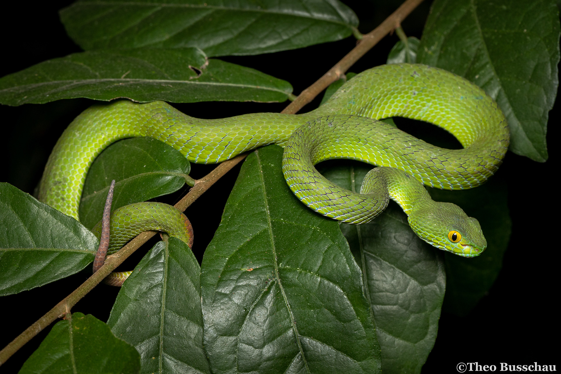 Large-eyed pit viper, Bangkok, Thailand.