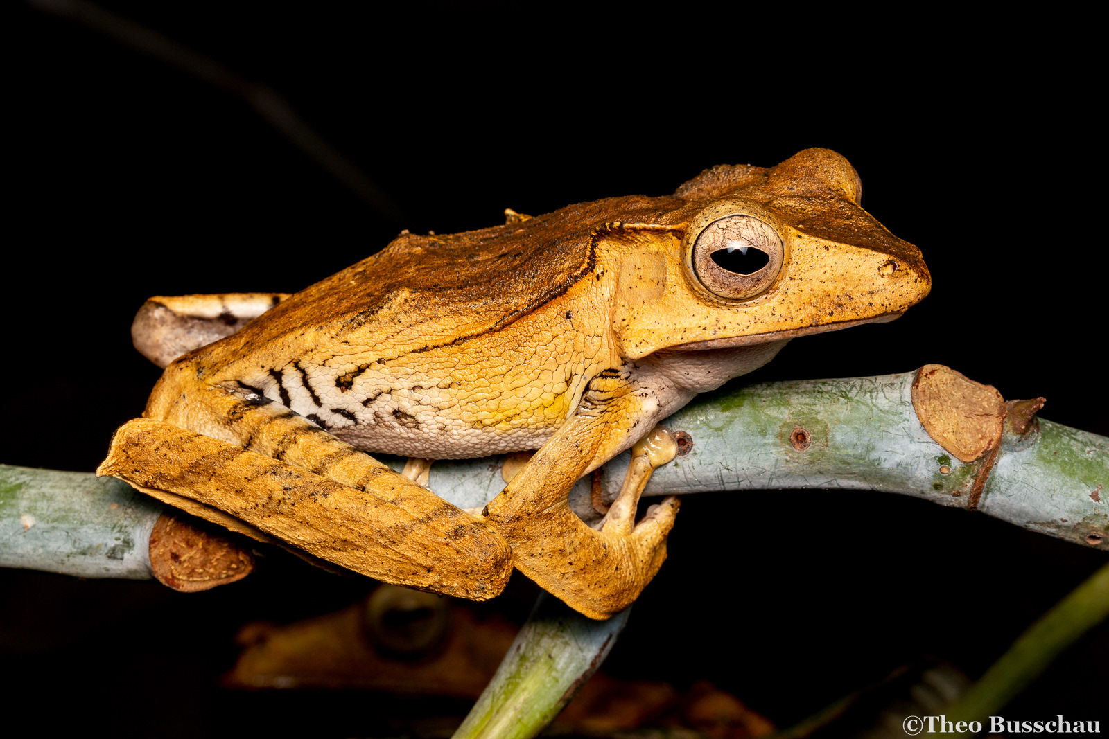 File-eared tree frog, Sabah, Malaysia.