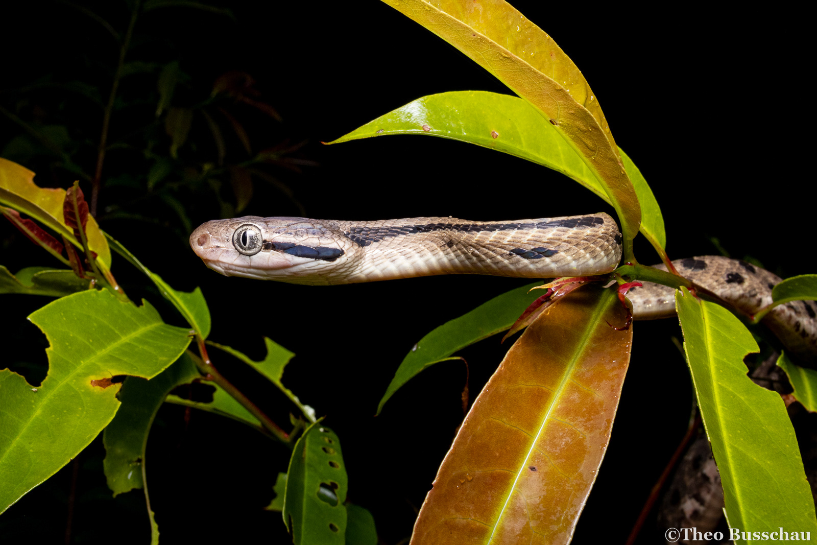 Siamese cat snake, Dong Nai, Vietnam.