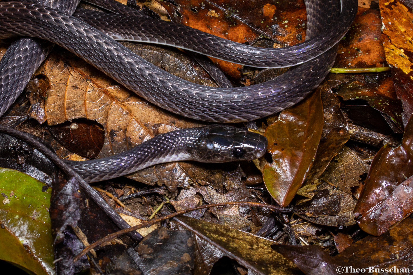 Dark wolf snake, Sabah, Malaysia.