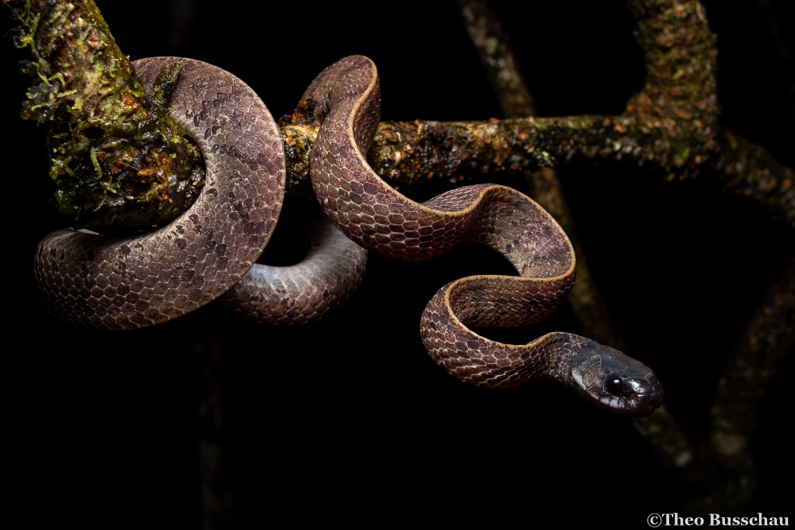 Sabah mountain smooth slug snake, Sabah, Malaysia.