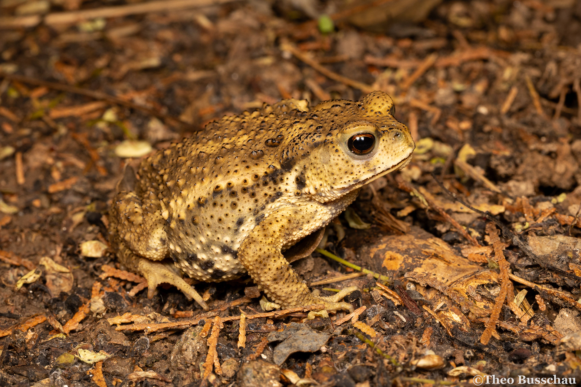 Asiatic toad, Beijing, China.