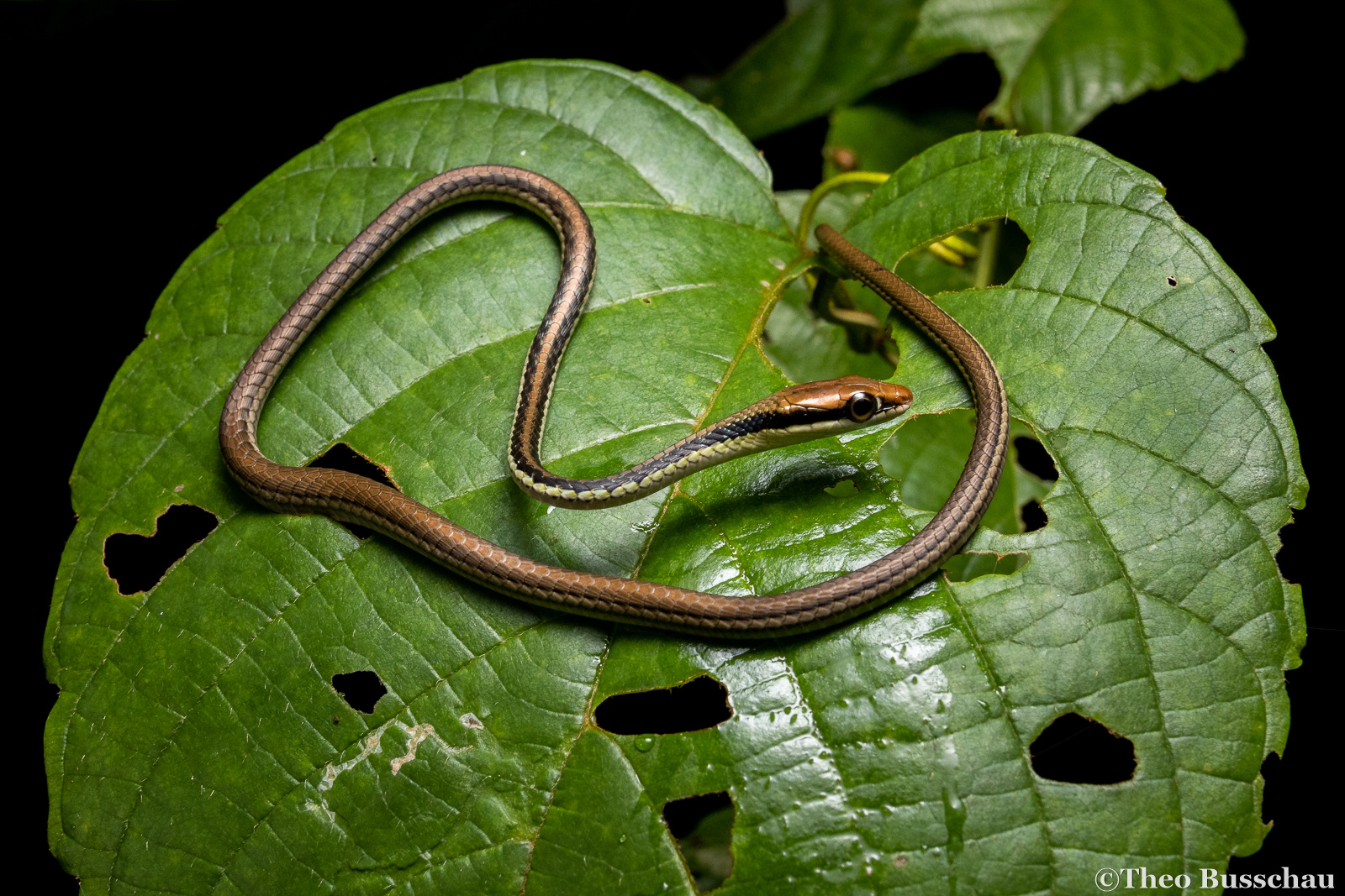 Painted bronzeback, Selangor, Malaysia.