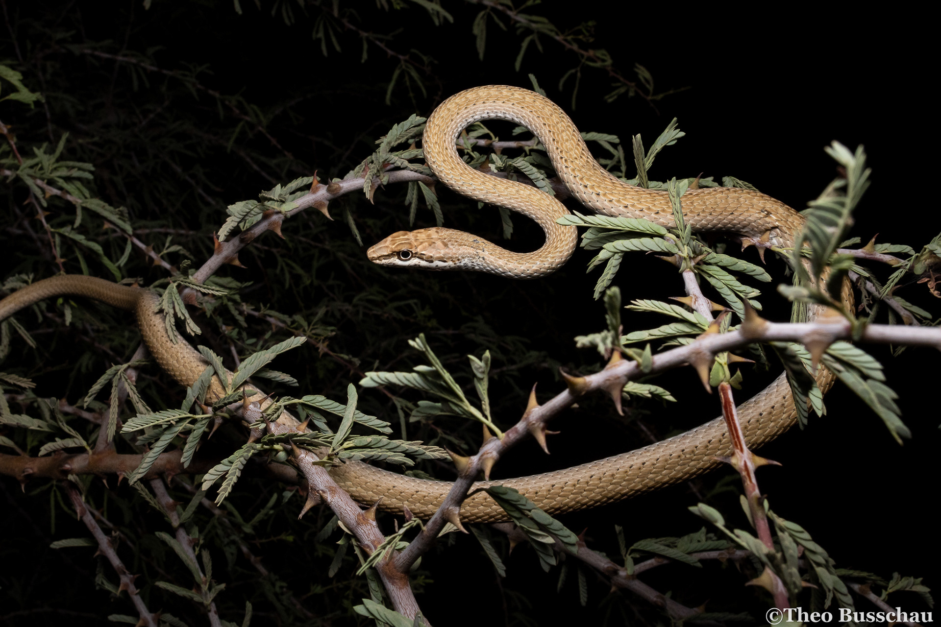 Schokari sand racer, Dubai, United Arab Emirates.
