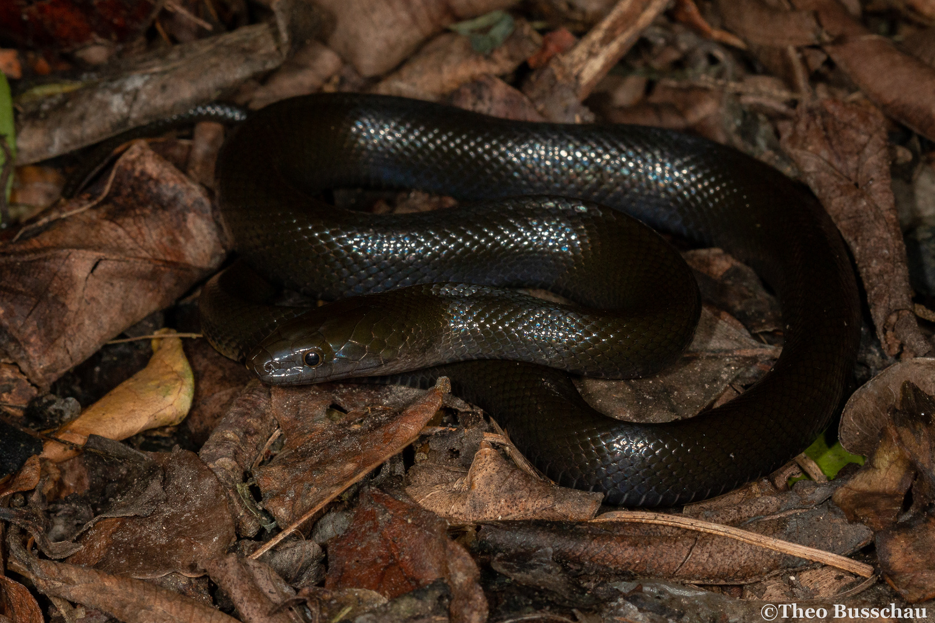 Olive snake, Eastern Cape, South Africa.