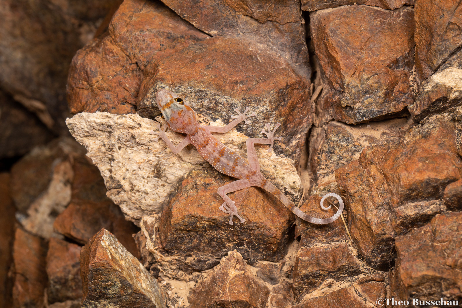 Margarita’s leaf-toed gecko, Sharjah, United Arab Emirates. 