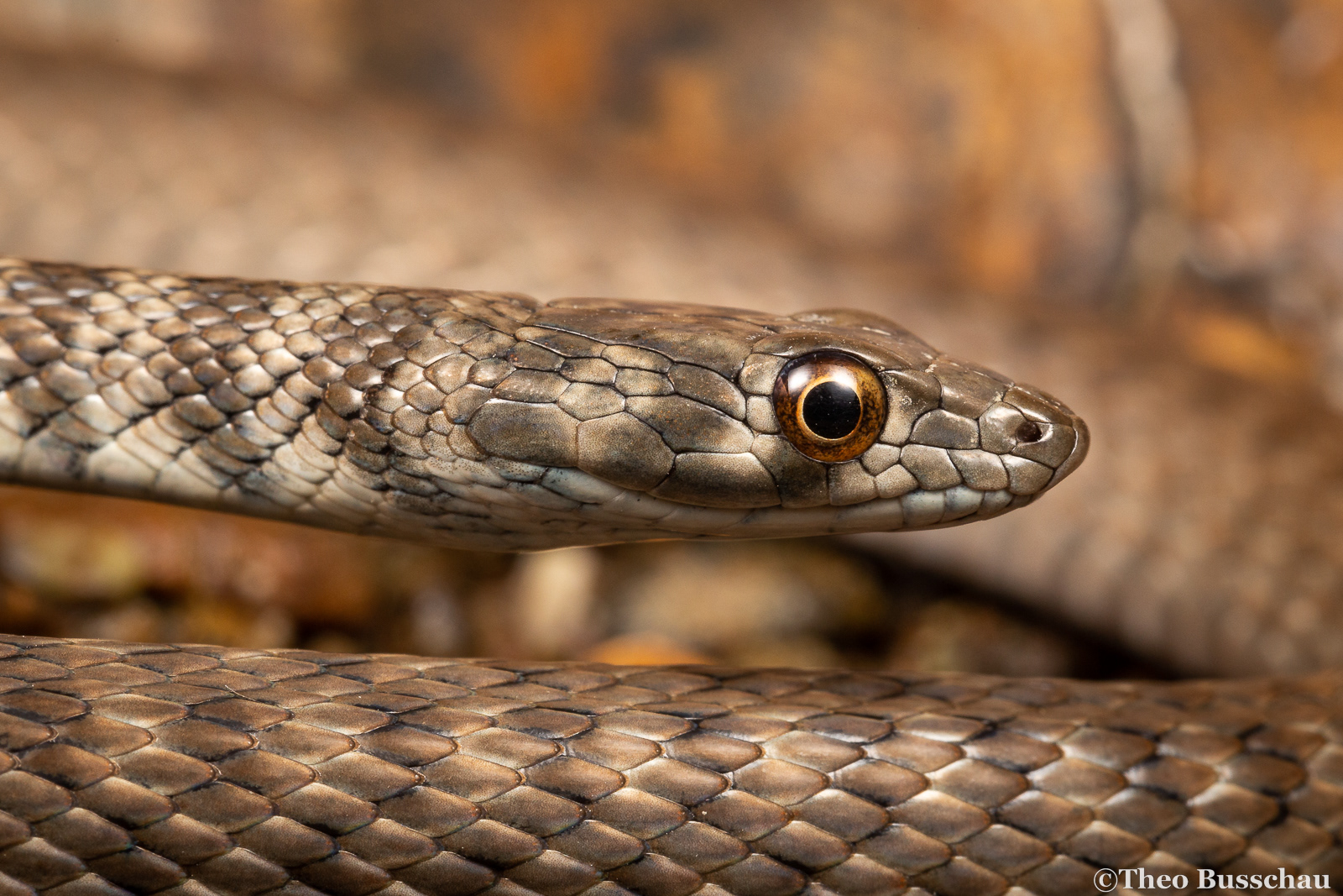Wadi racer, Madha, Oman.