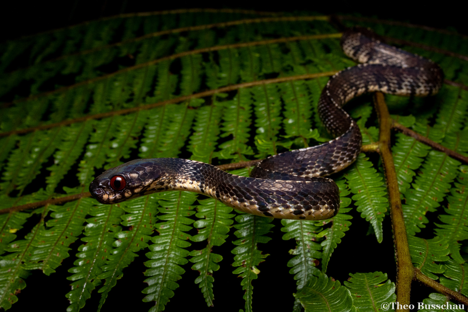 Mountain slug snake, Pahang, Malaysia.