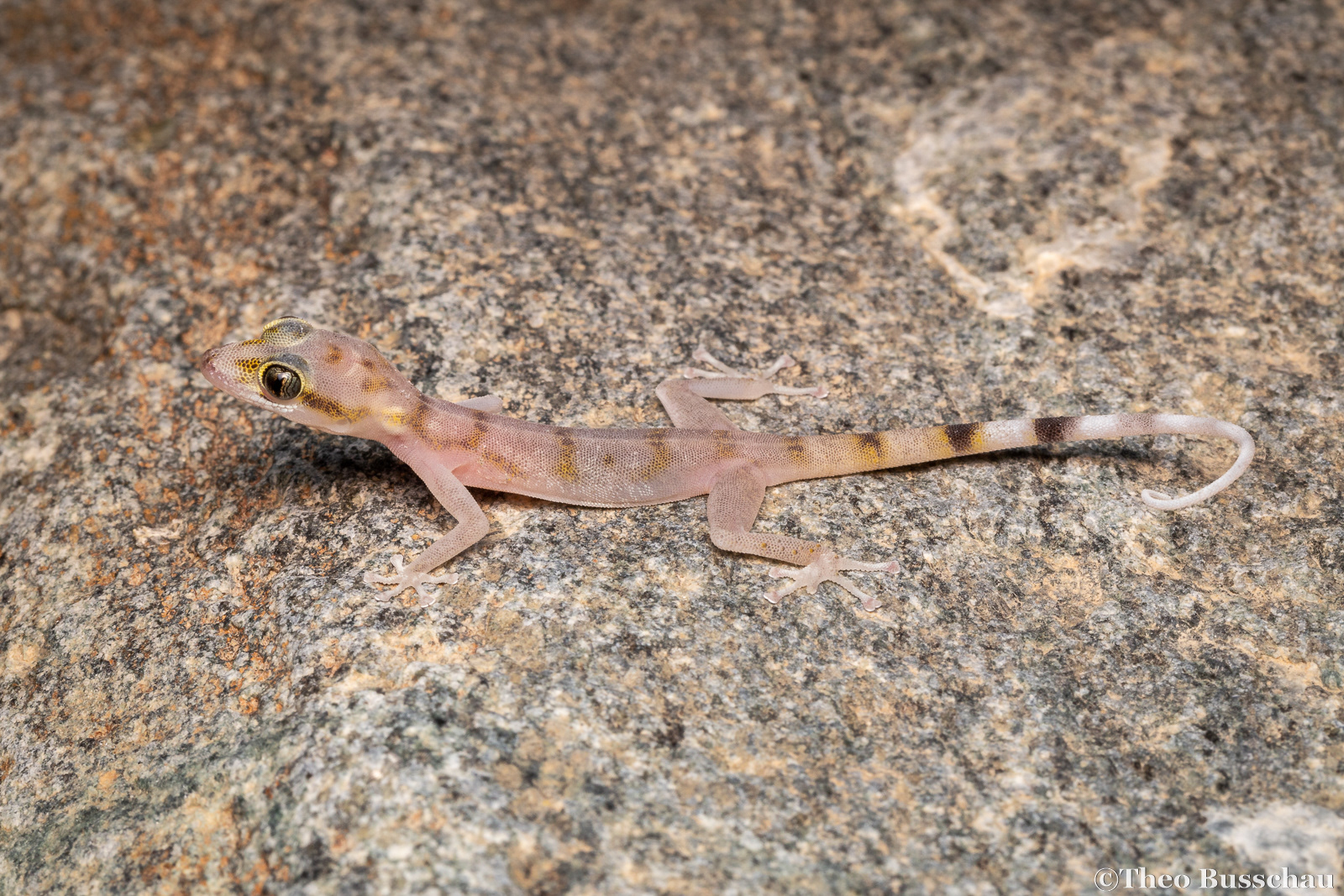 Gallagher's leaf-toed gecko, Sharjah, United Arab Emirates.
