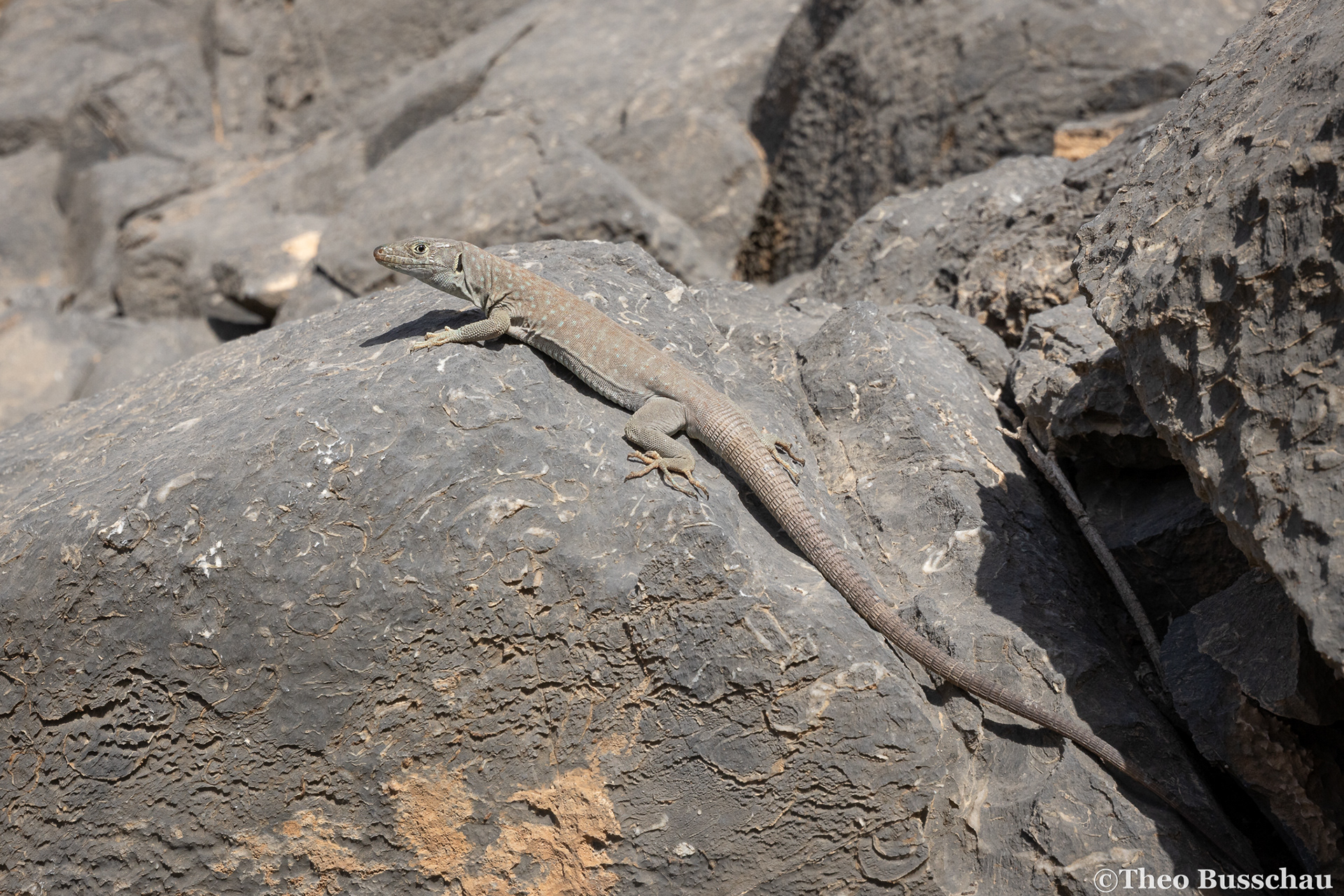 Jayakar's Oman lizard, Ad Dakhiliyah, Oman.