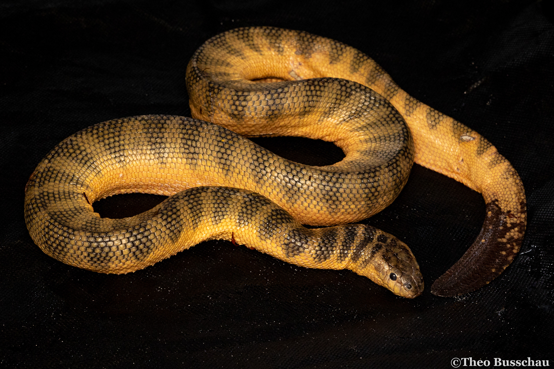 Spine-bellied sea snake, Abu Dhabi, United Arab Emirates.