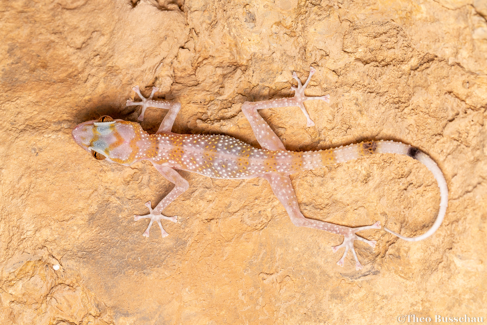 Gardner's leaf-toed gecko, Fujairah, United Arab Emirates.