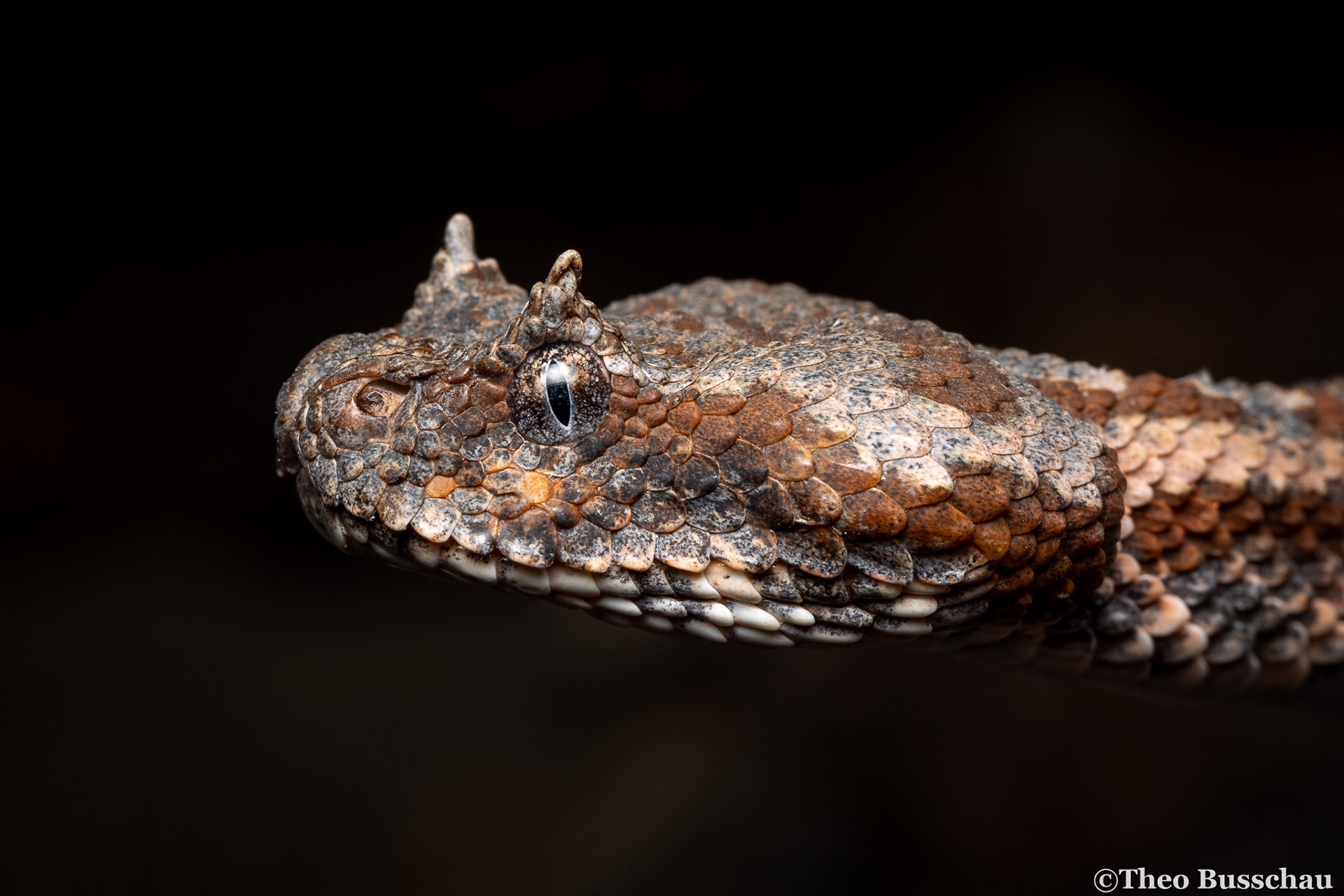 Persian horned viper, Sharjah, United Arab Emirates.