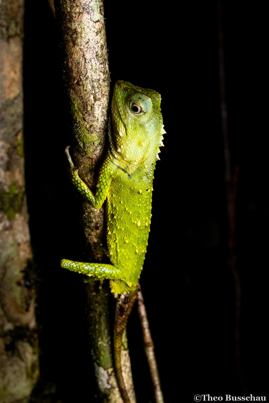 Mocquard's eyebrow lizard, Sabah, Malaysia.