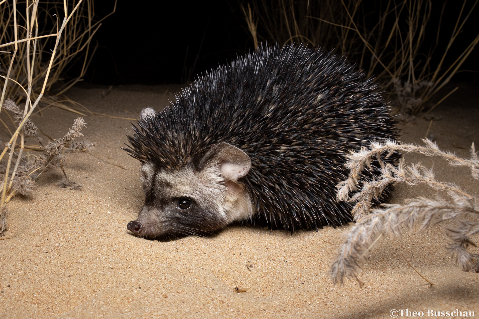 Desert hedgehog, Dubai, United Arab Emirates.