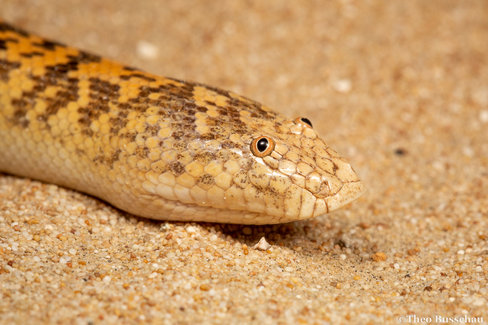 Arabian sand boa, Dubai, United Arab Emirates.