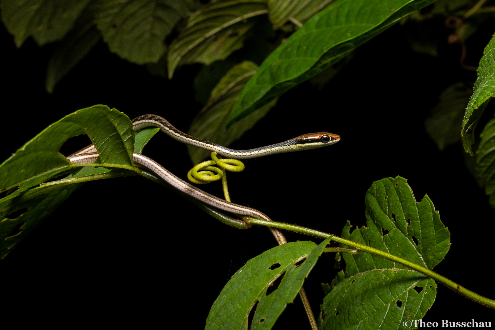Painted bronzeback, Selangor, Malaysia.