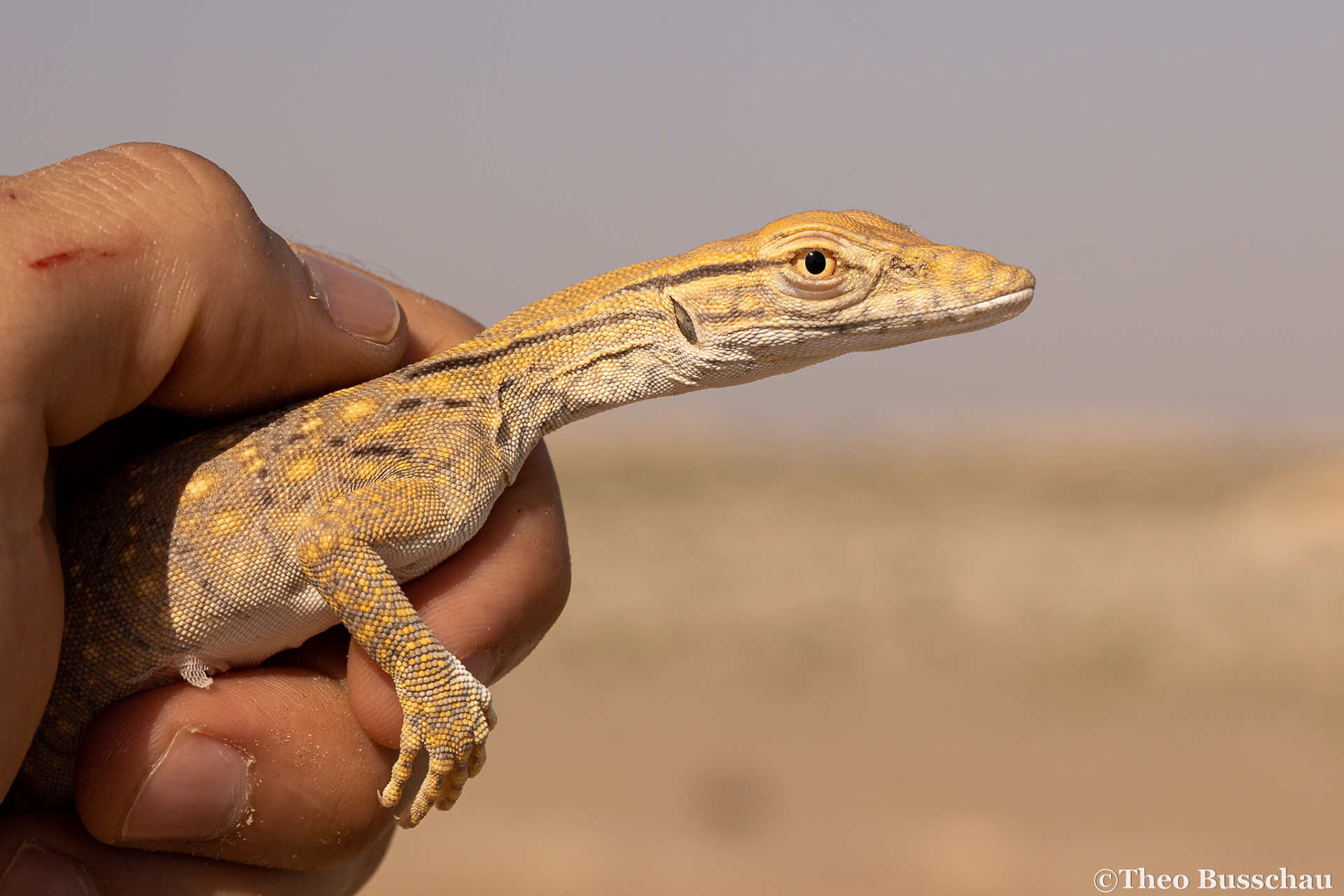 Desert monitor, Abu Dhabi, United Arab Emirates.