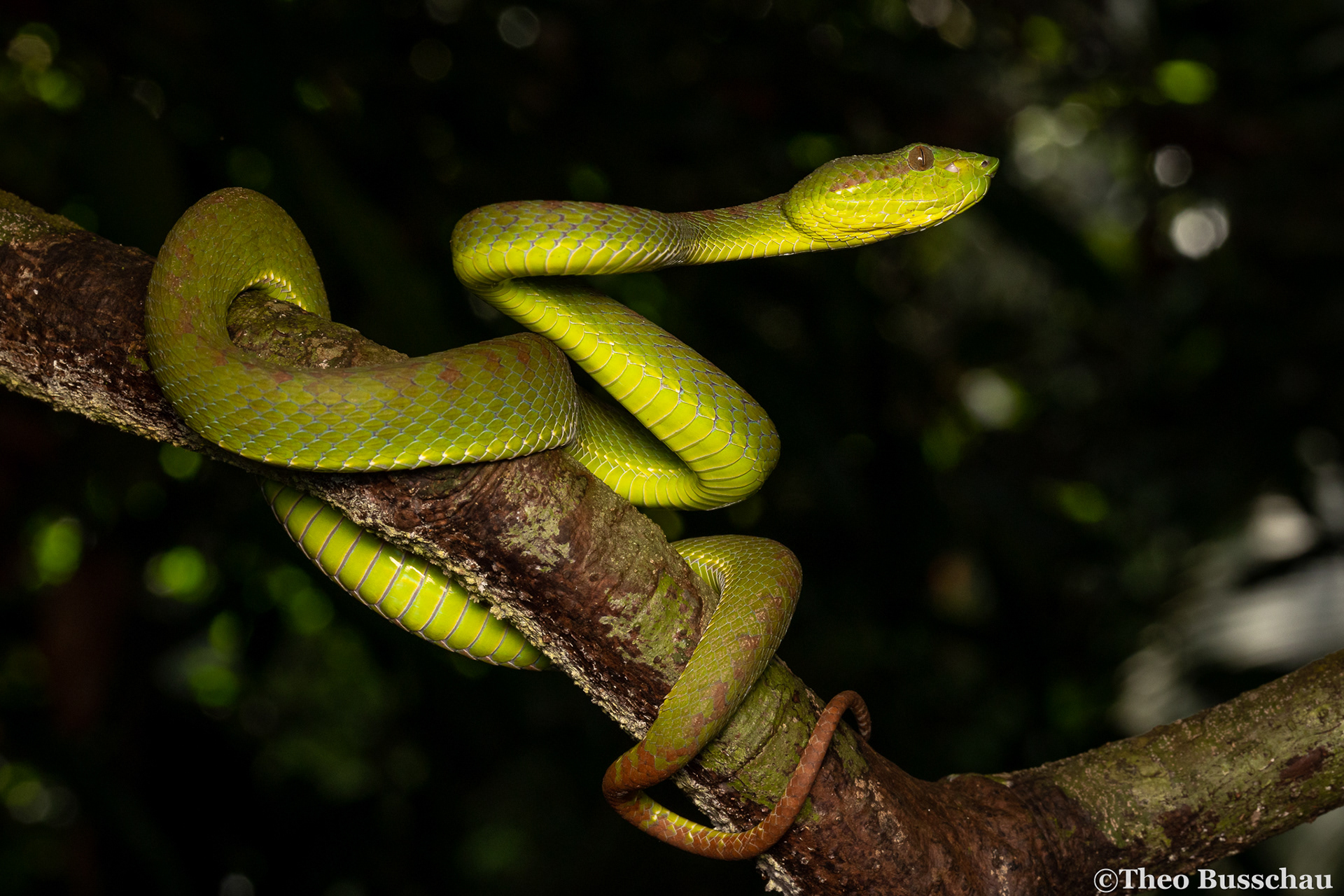 Phuket pit viper, Phuket, Thailand.