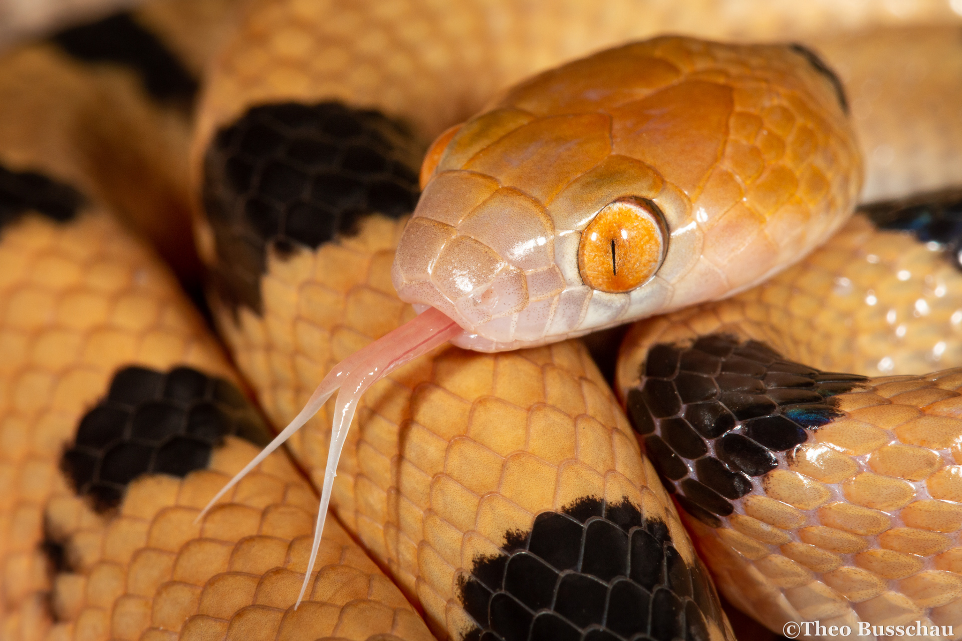 Eastern tiger snake, Limpopo, South Africa.