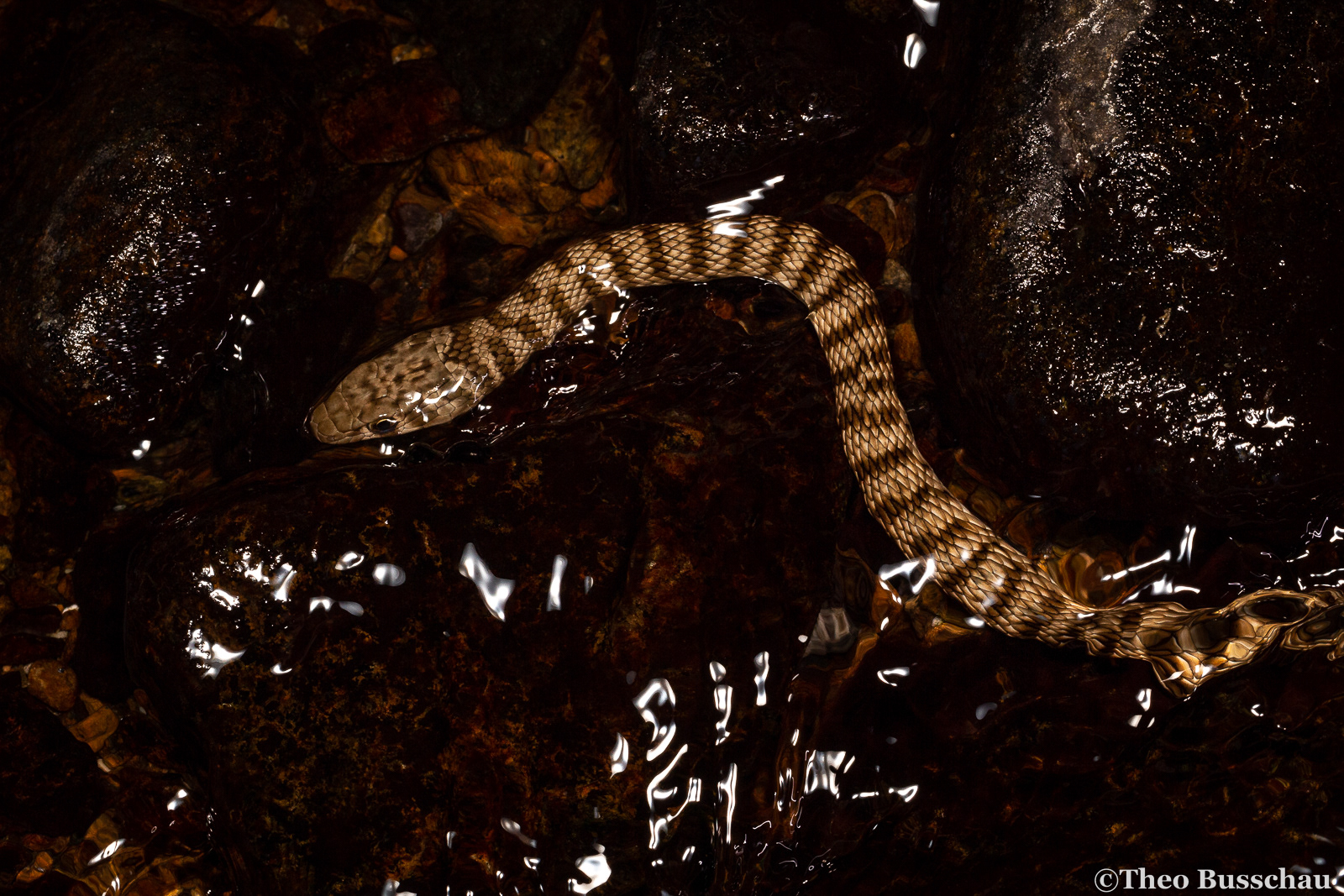 Wadi racer, Madha, Oman. Actively hunting tadpoles at night.