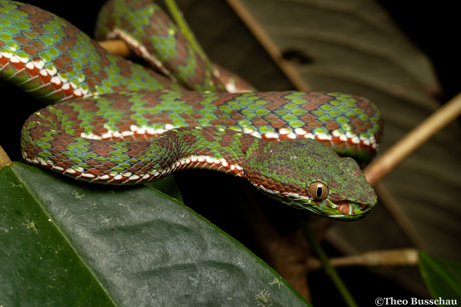 Phuket pit viper, Phuket, Thailand.