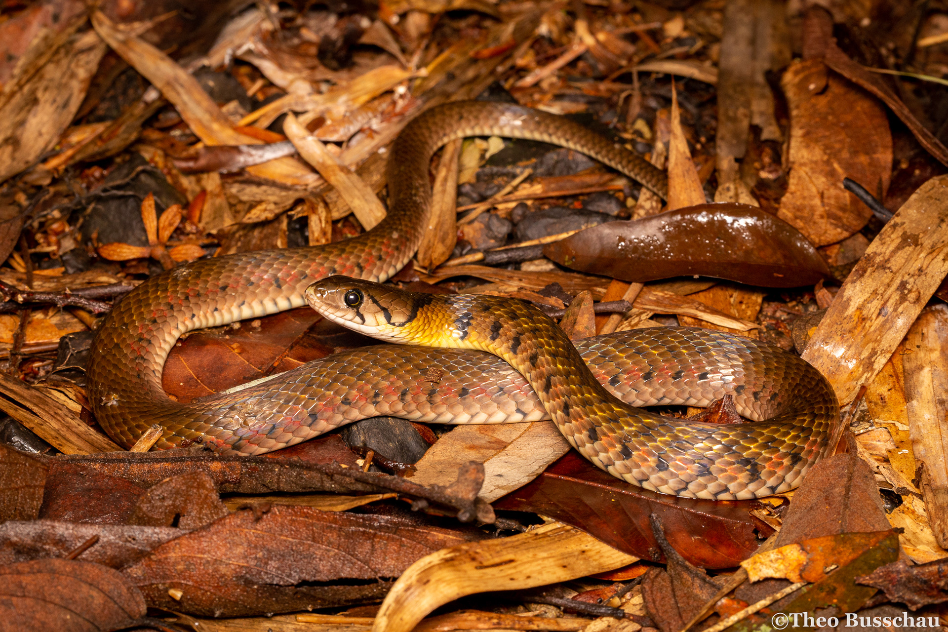 Yellow-spotted keelback, Dong Nai, Vietnam.
