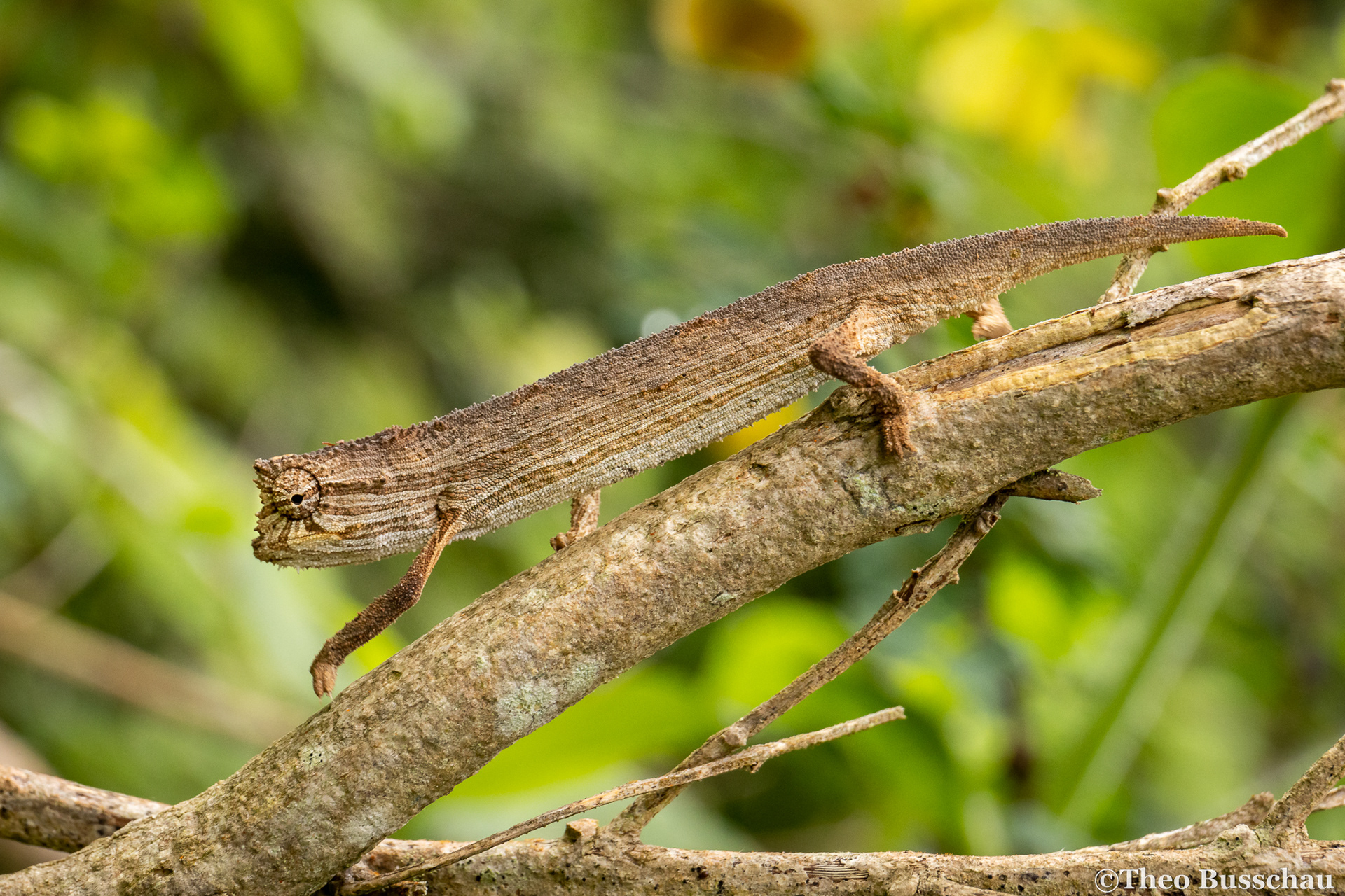  Kersten's pygmy chameleon, Taita–Taveta, Kenya.