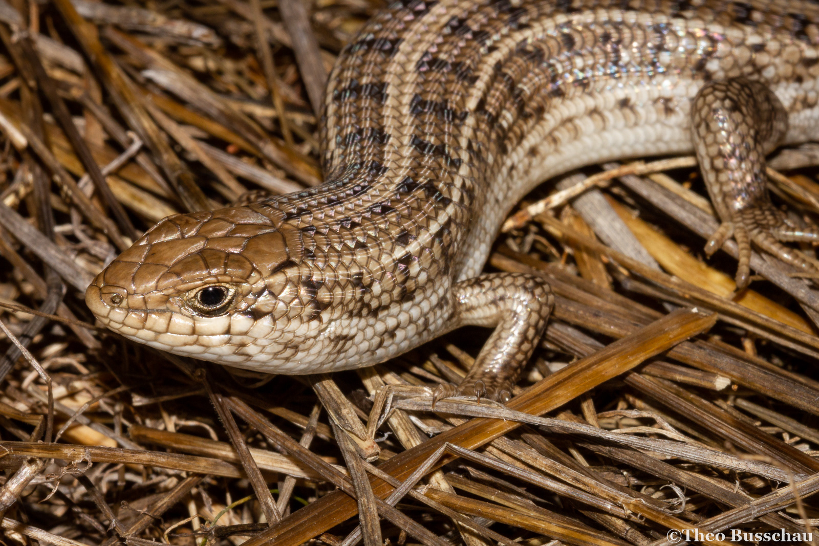 Cape skink, Western Cape, South Africa.