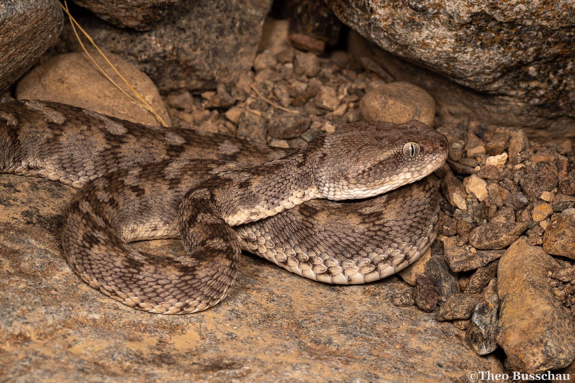 Oman saw-scaled viper, Ras Al Khaimah, United Arab Emirates.