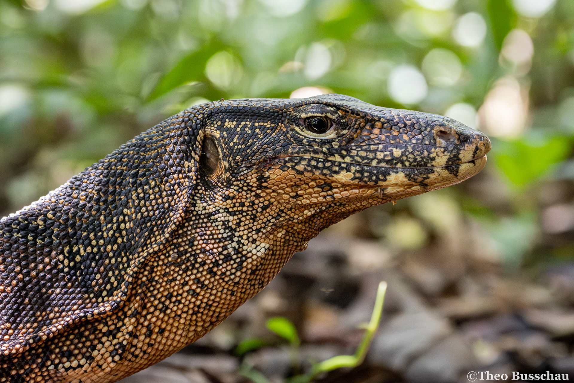 Asian water monitor, Sabah, Malaysia.