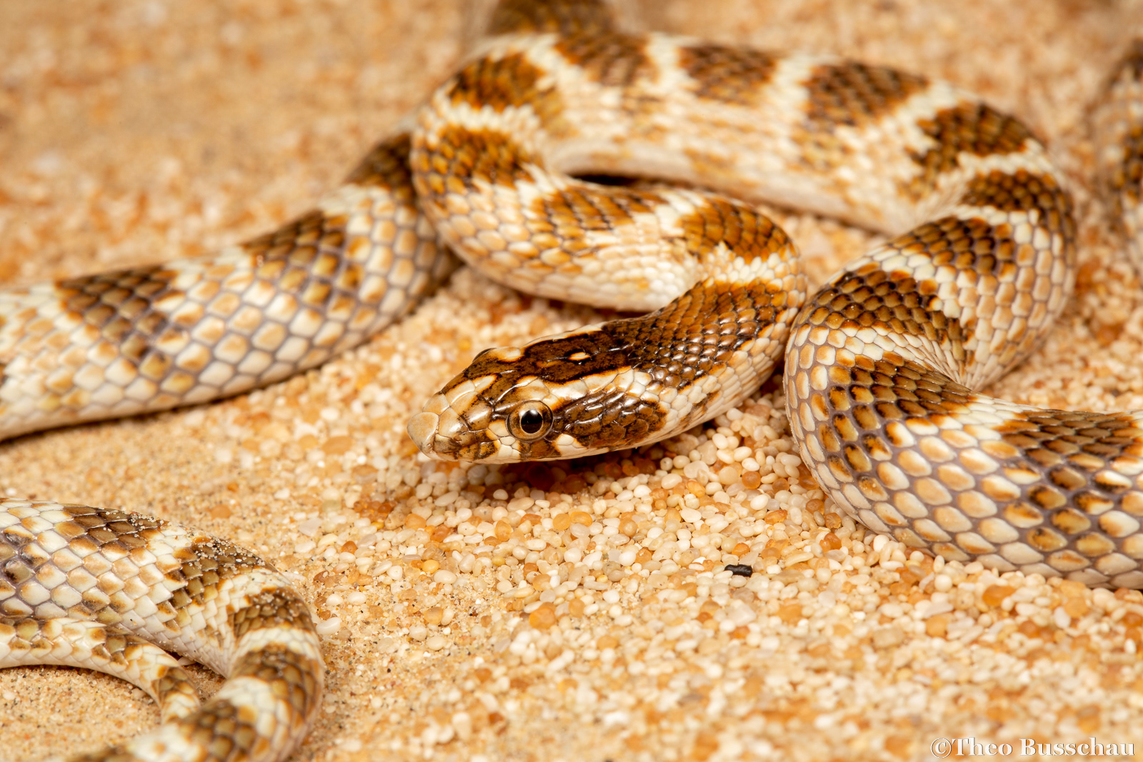 Awl-headed Snake , Abu Dhabi, United Arab Emirates.