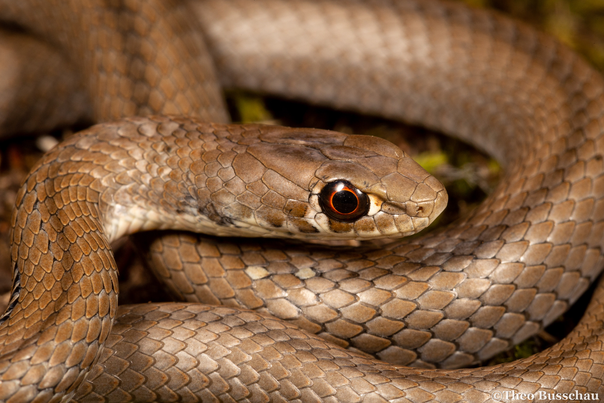 Cross-marked grass snake, Western Cape, South Africa.