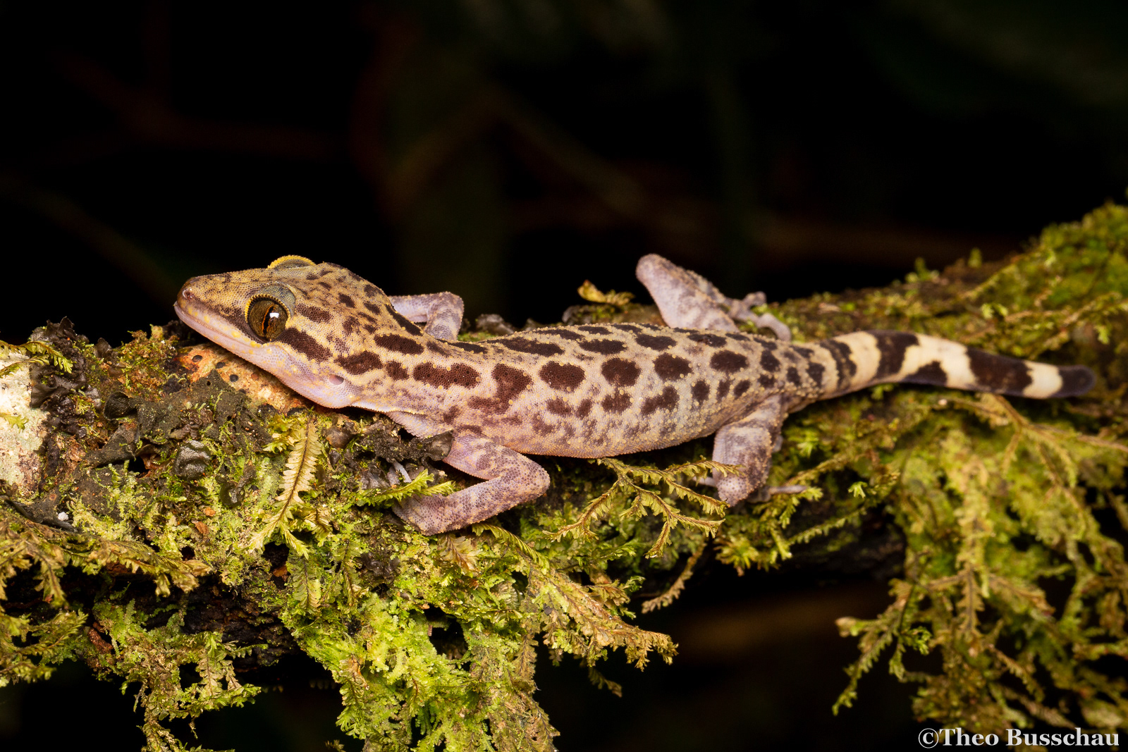 Balu bow-fingered gecko , Sabah, Malaysia.