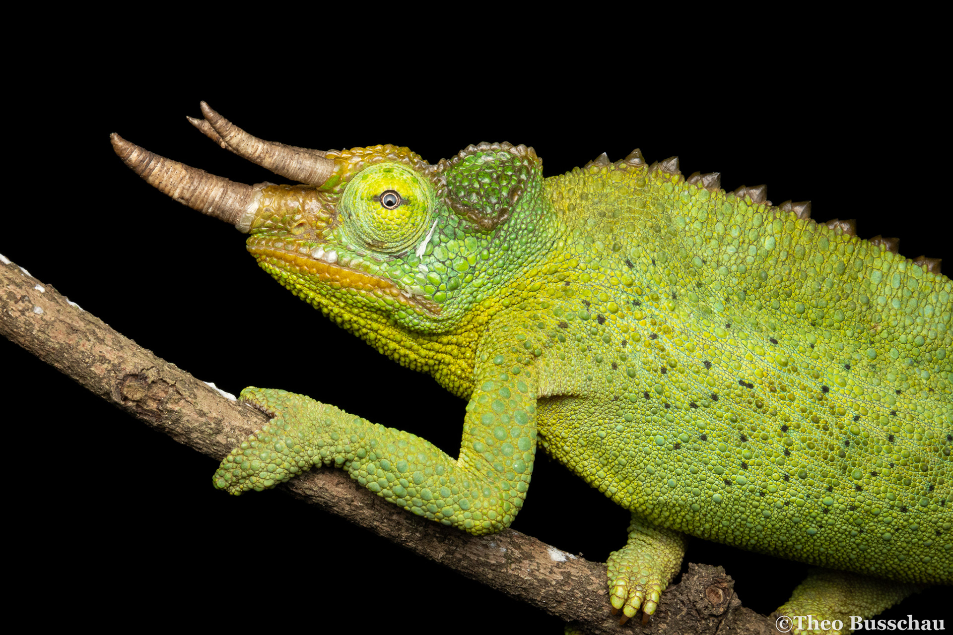 Jackson's chameleon, Nairobi, Kenya.