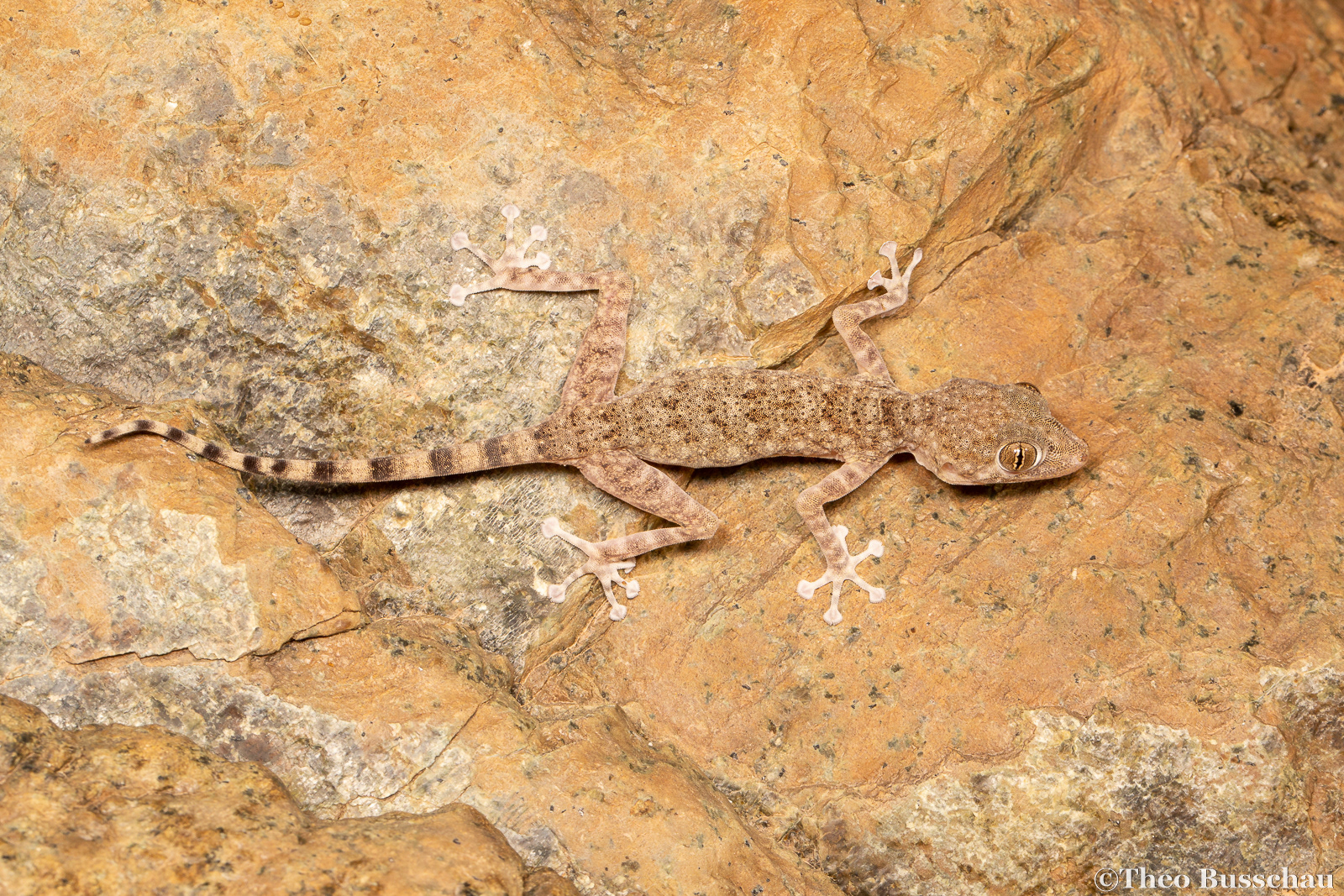 Orlov's fan-toed gecko, Madha, Oman.