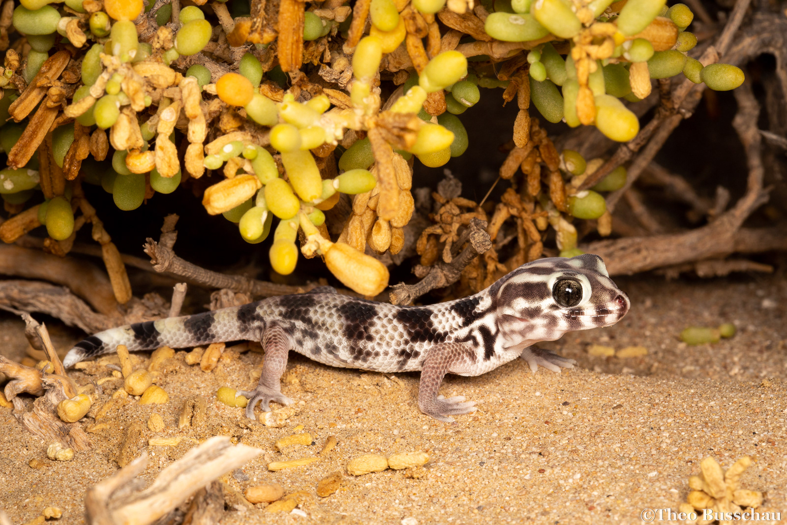 Persian wonder gecko juvenile, Dubai, United Arab Emirates.
