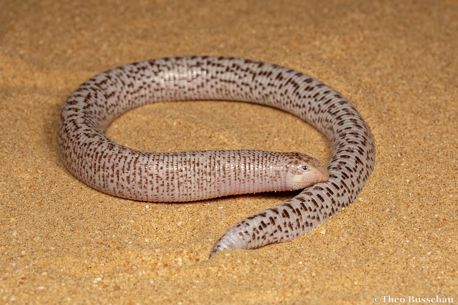 Zarudny's worm lizard, Abu Dhabi, United Arab Emirates