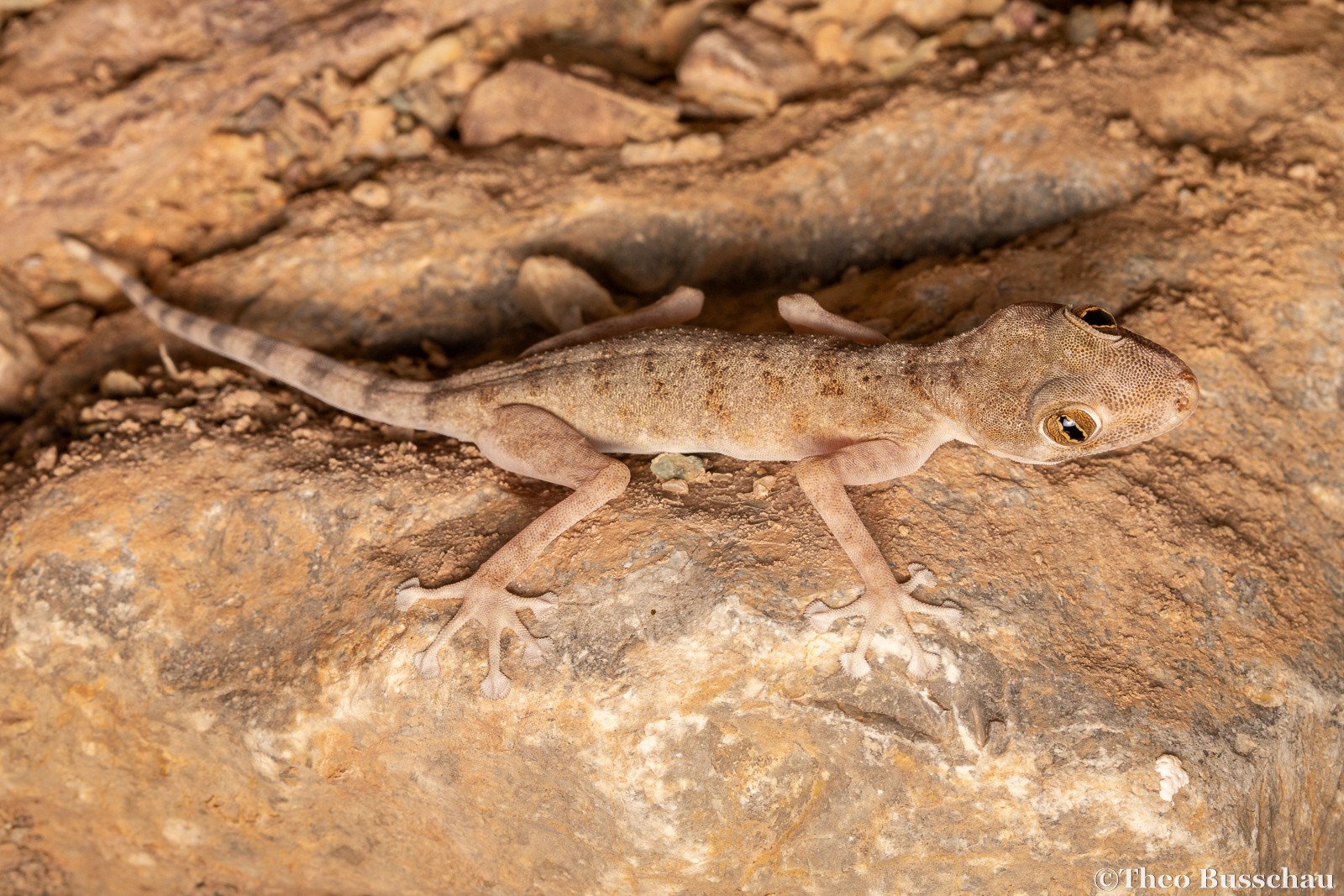 Ruus al Jibal fan-toed gecko, Fujairah, United Arab Emirates.
