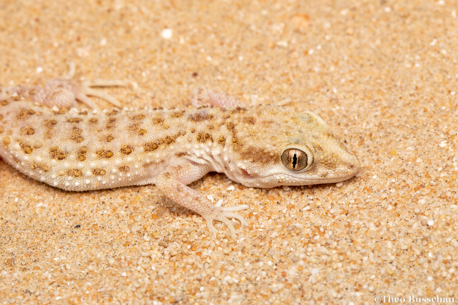 Baluch rock gecko, Abu Dhabi, United Arab Emirates.