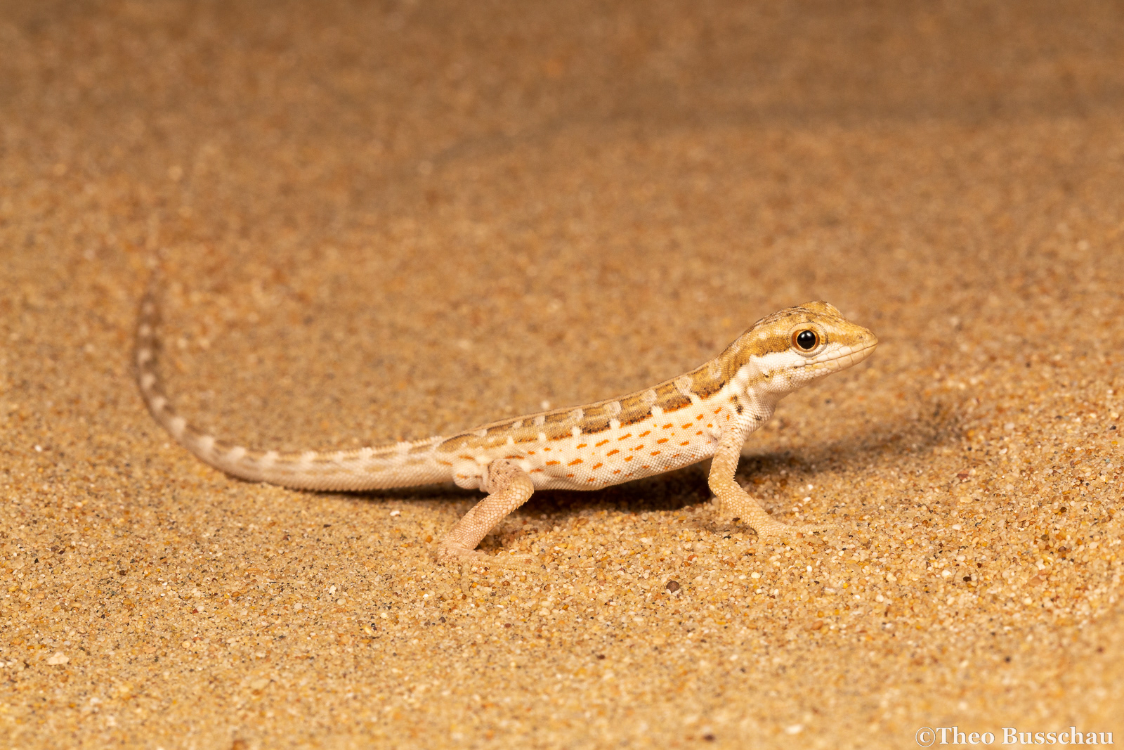 Least semaphore gecko, Dubai, United Arab Emirates.